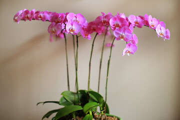 Beautiful pink orchids flowers against a white wall.