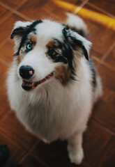 Portrait of beautiful domestic dog looking at camera with multicolored eyes. Rare australian shepherd posing on floor in apartment.
