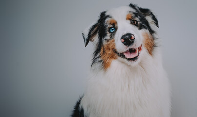 Portrait of human's friend in white background. Joyful australian dog with multicolored fur poses in studio.