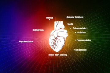 2d illustration  Anatomy of Human Heart 