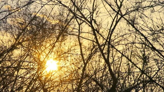 Finlayson's squirrels (Callosciurus finlaysonii) jumps from branch to branch against the background of the setting sun, Thailand
