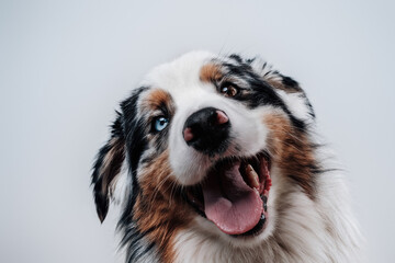 Portrait of cheerful and rare dog with multicolored eyes looking at camera in white background.