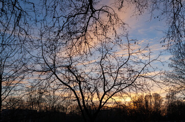 silhouette of a tree