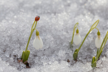 ladybug on snowdrops flowers