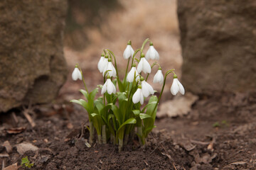 Blooming snowdrop flowers in forest