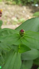 Pink Flower Bud