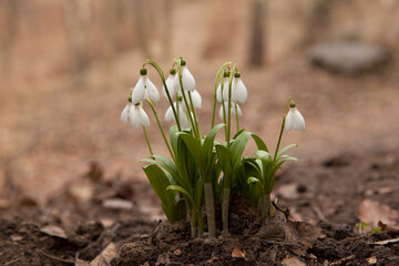 Blooming snowdrop flowers in forest