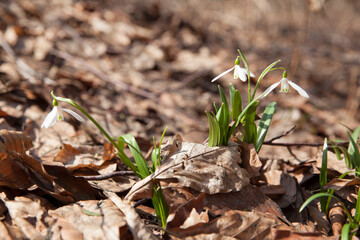 Blooming snowdrop flowers in forest