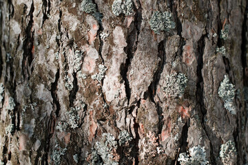 Pine bark and moss texture, close-up. Tree background on a sunny day outside