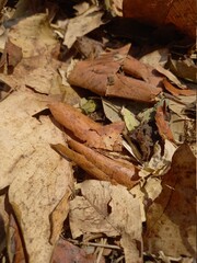 Falling brown leaves overlap and create a natural beauty