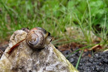 snail on a stone
