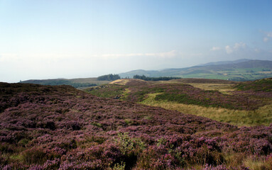 In the mountains of Ireland during wild heather bloom.