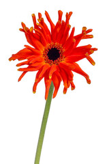 Top view of an orange yellow Spider Gerbera, isolated on white