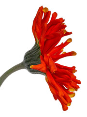 Detailed side view of an orange yellow Spider Gerbera, isolated on white