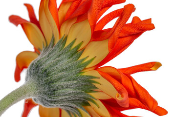 Detailed side and backside of an orange yellow Spider Gerbera isolated on white