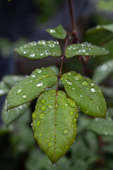 hojas de rosa con gotas de agua
