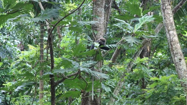 Purple-faced langur is south subspecies (Semnopithecus vetulus vetulus) endemic endangered species of Sri Lanka. Pair of monkeys in rain forest of seaside area near city of Hikkaduwa
