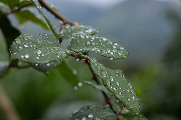 hojas de rosa con gotas de agua
