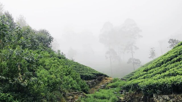 Central plateau in Sri Lanka: cloud forests and tea plantations - 150 years of confrontation. The planters won (less than 10 percent of Hylea remained). Environmental issues and deforestation
