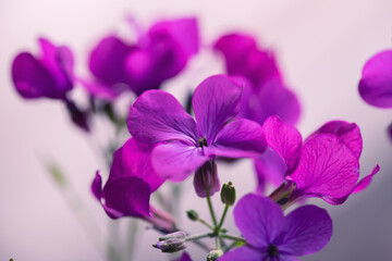 Fototapeta Piękne kwiaty wiosenne, rozmyte tło  obraz