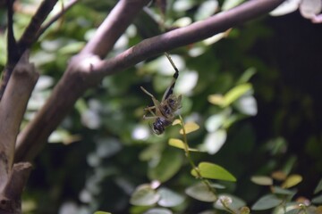 insect on tree
