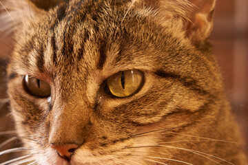 Cat close-up portrait cute look