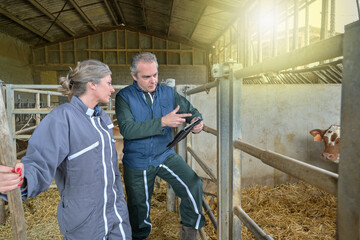 Veterinary and female farmer checking  the health  of the cows husbandry on a digital  tablet