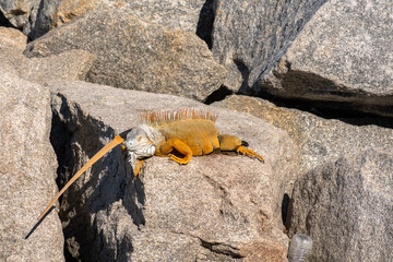 Orange iguana sunning itself on the rocks