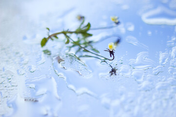 spring flowers on the wet glass with water - close up with blue sky reflection,  spring fresh background