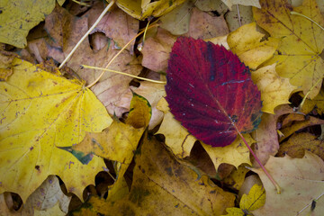 autumn leaves on the ground