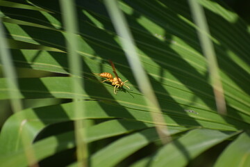 bug on a leaf