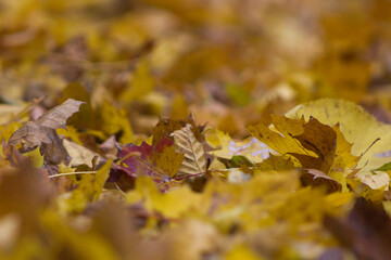 autumn leaves on the ground