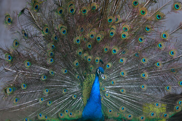 Obraz premium peacock flaunting its tail in a zoo, North China