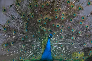 Fotobehang peacock flaunting its tail in a zoo, North China © zhang yongxin