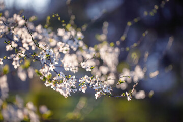 Wiosna © anettastar