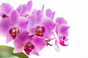Fototapeta na wymiar Blossoming pink orchid flower on the white background