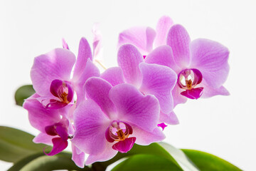 Fototapeta na wymiar Blossoming pink orchid flower on the white background