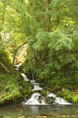 waterfall in the forest
