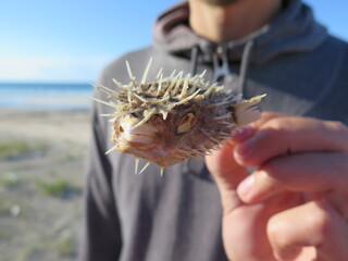 a dead globefish in the hand of a man on the Tecolote beach in La Paz in Baja California Sur in the...