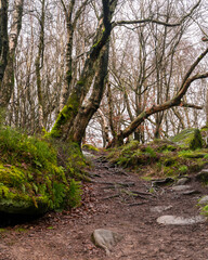 path in the forest