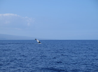 Fototapeta na wymiar the fin of a humpback whale on Maui island, Hawaii, January