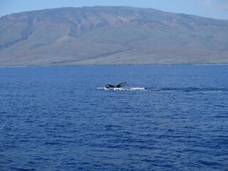 Fototapeta premium the tail fin of a humpback whale on Maui island, Hawaii, January