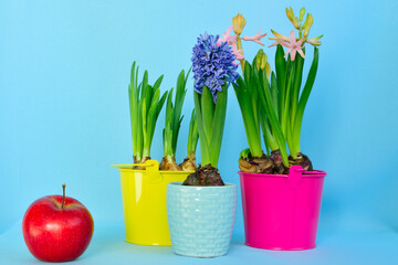 Purple hyacinth, narcissus in bucket and apple on blue background