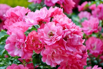A branch strewn with numerous delicate pink roses in a sunny garden close up