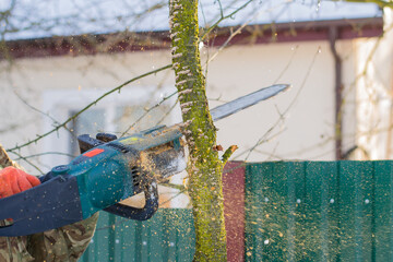 Pruning trees in winter. A man cuts a dry tree with an electric saw. Garden in winter. Electric saw at work. Sawdust flies from a saw that works. Male hands holding an electric saw.