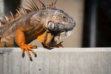 orange iguana sitting on a concrete wall