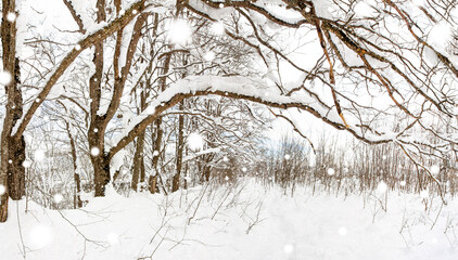 beautiful winter landscape with an oak forest during a snowfall and a path covered with snow