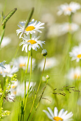 White daisies with yellow middle on the field on a sunny day.