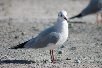 Bird on the mountain 1