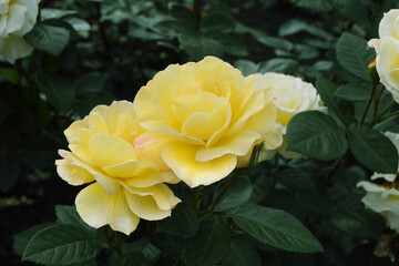 Grows rose in Garden. Flowers for the wedding and celebrationsin yellow color. Beautiful yellow Flowers close vew, petals